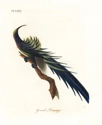 Becco a falce nero, Epimachus fastosus. Vulnerabile. (Grande promerope, Upupa superba.) Nuova Guinea. Lastra di rame colorata a mano, disegnata e incisa da John Latham dalla sua A General History of Birds, Winchester