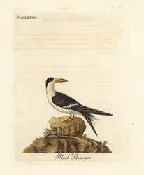 Becco a forbice nero, Rynchops niger (Rhynchops nigra). Incisione su rame colorata a mano, disegnata e incisa da John Latham dalla sua A General History of Birds, Winchester