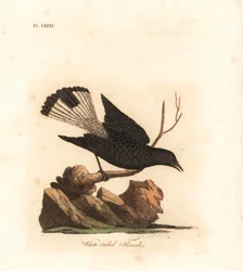 Monachella nera, Oenanthe leucura (tordo codabianca, Turdus leucurus). Tavola in rame colorata a mano, disegnata e incisa da John Latham per la sua A General History of Birds, Winchester