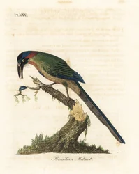 Motmot dalla corona blu, Momotus momota (Motmot brasiliano, Momotus brasiliensis). Incisione colorata a mano disegnata e incisa da John Latham dal suo A General History of Birds, Winchester