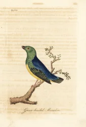 Clorofonia dal collare blu, Chlorophonia cyanea (Manachino dalla testa verde, nativo del Sud America). Incisione colorata a mano disegnata e incisa da John Latham dal suo A General History of Birds, Winchester