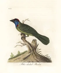 Barbet dalla gola blu o di montagna, Psilopogon asiaticus. (Barbet dalle guance blu, Trogon asiaticus). Incisione a mano colorata disegnata e incisa da John Latham dal suo libro A General History of Birds, Winchester