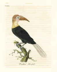 Bucero di Blyth o papuano, Rhyticeros plicatus. Incisione colorata a mano disegnata e incisa da John Latham dal suo A General History of Birds, Winchester
