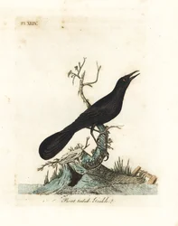 Gracula codabarca, Quiscalus major (gracula codabarca, Gracula barita). Lastra di rame colorata a mano, disegnata e incisa da John Latham dal suo A General History of Birds, Winchester