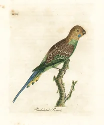 Pappagallino ondulato, Melopsittacus undulatus. Incisione colorata a mano disegnata e incisa da John Latham dal suo A General History of Birds, Winchester