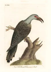 Cuculo dal becco a canale, Scythrops novaehollandiae (Cuculo australasiano, Psittaceous hornbill). Incisione colorata a mano disegnata e incisa da John Latham dal suo A General History of Birds, Winchester