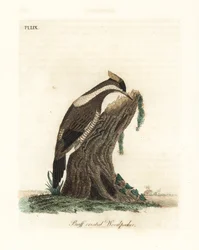 Picchio crestato cremisi, Campephilus melanoleucos (Picchio crestato buffo, Picus melanoleucus). Basato su una pelle nel Museo Leveriano. Rame inciso e colorato a mano disegnato e inciso da John Latham dal suo A General History of Birds, Winchester