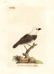 Diamante codarossa, Stagonopleura guttata (frosone dai fianchi macchiati, Fringilla leucocephala). Tavola in rame colorata a mano, disegnata e incisa da John Latham per la sua A General History of Birds, Winchester