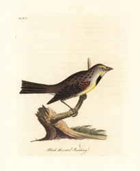 Dickcissel, Spiza americana (Zigolo dalla gola nera, Emberiza americana). Rame inciso e colorato a mano disegnato e inciso da John Latham dal suo A General History of Birds, Winchester