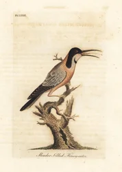 Acanthorhynchus tenuirostris. Australia. Incisione colorata a mano disegnata e incisa da John Latham dal suo A General History of Birds, Winchester