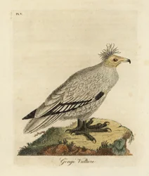 Avvoltoio egiziano, Neophron percnopterus ginginianus. 1824 (incisione)