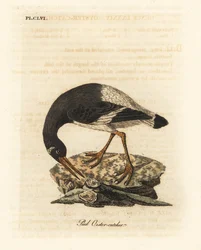 Beccaccia di mare eurasiatica, Haematopus ostralegus