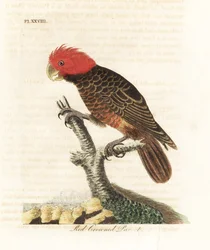 Cacatua gang-gang, Callocephalon fimbriatum (pappagallo dalla corona rossa, Psittacus galeatus). Incisione su rame colorata a mano, disegnata e incisa da John Latham dalla sua A General History of Birds, Winchester