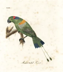 Pappagallo codalunga dorato, Prioniturus platurus. Incisione colorata a mano disegnata e incisa da John Latham dal suo A General History of Birds, Winchester