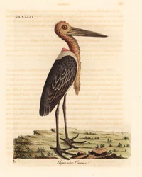 Marabù maggiore, Leptoptilos dubious. Incisione colorata a mano tratta da A General History of Birds di John Latham, Winchester