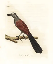 Coucal maggiore o fagiano corvo, Centropus sinensis. Incisione colorata a mano disegnata e incisa da John Latham dal suo A General History of Birds, Winchester
