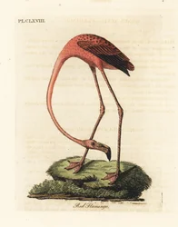 Fenicottero maggiore, Phoenicopterus roseus, o fenicottero americano, Phoenicopterus ruber (Fenicottero rosso, Phaenicopterus ruber). Incisione a mano colorata disegnata e incisa da John Latham dal suo A General History of Birds, Winchester