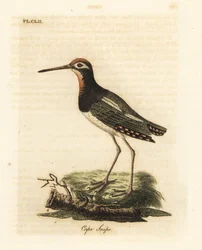 Pittima maggiore, Rostratula benghalensis