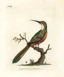 Jacamar codaverde, Galbula galbula (jacamar verde codalunga, Galbula viridis). Lastra di rame colorata a mano, disegnata e incisa da John Latham per la sua opera A General History of Birds, Winchester