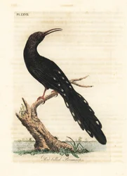 Upupa verde, Phoeniculus purpureus (Promerops dal becco rosso, Upupa erythrorynchos). Incisione a mano colorata disegnata e incisa da John Latham dal suo A General History of Birds, Winchester