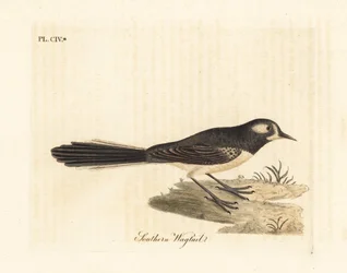 Coda a ventaglio grigia, Rhipidura albiscapa (Ballerina meridionale, basata su un dipinto del Pittore di Port Jackson). Incisione a mano colorata disegnata e incisa da John Latham dal suo A General History of Birds, Winchester