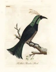 Uccello del paradiso con collare, forse una specie ibrida o estinta. Disegnato da un esemplare nella collezione del Generale Davies. Incisione colorata a mano disegnata e incisa da John Latham dal suo A General History of Birds, Winchester