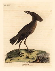 Hamerkop, Scopus umbretta. Incisione colorata a mano disegnata e incisa da John Latham dal suo A General History of Birds, Winchester