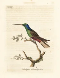 Colibrì arlecchino, Trochilus multicolor. Specimen fabbricato nel British Museum. Incisione a mano colorata disegnata e incisa da John Latham dal suo A General History of Birds, Winchester