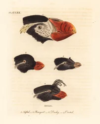 Teste del pulcinella dal ciuffo, Fratercula cirrhata 1, alca parrocchetto, Aethia psittacula 2, e alca crestato, Aethia cristatella 3,4. (Alca ciuffata, Alca cirrhata 1, Alca parrocchetto, Alca psittacula 2, Alca scura, Alca tetracula 3, e Alca crestato, A