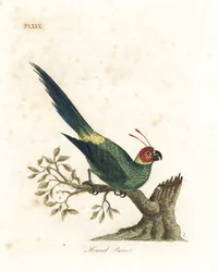 Parrocchetto cornuto, Eunymphicus cornutus. Vulnerabile (Pappagallo cornuto, Psittacus bisetis.) Incisione a mano colorata disegnata e incisa da John Latham dal suo libro A General History of Birds, Winchester