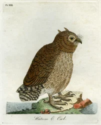Gufo Hutum, 1821
