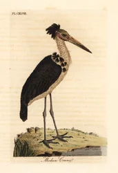 Adjutant minore, Leptoptilos javanicus. Vulnerabile. (Modun skull.) Incisione colorata a mano disegnata e incisa da John Latham dal suo A General History of Birds, Winchester