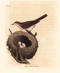 Sterpazzolina, Sylvia curruca, con nido e uova. Incisione colorata a mano disegnata e incisa da John Latham dal suo A General History of Birds, Winchester