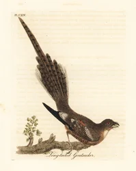 Succiacapre codalunga, Caprimulgus climacurus (caprimulgo codalunga). Lastra di rame colorata a mano, disegnata e incisa da John Latham dal suo A General History of Birds, Winchester