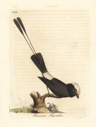 Tiranno codalunga, Colonia colonus (pigliamosche peruviano, Le Colon). Tavola in rame colorata a mano, disegnata e incisa da John Latham per la sua A General History of Birds, Winchester