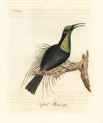 Uccello magnifico, Ptiloris magnificus (Promerops ciuffato). Disegnato da un esemplare nel Museo di Bullock. Incisione a mano colorata disegnata e incisa da John Latham dal suo A General History of Birds, Winchester