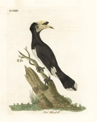 Bucero coronato, Anthracoceros coronatus. Incisione colorata a mano disegnata e incisa da John Latham dal suo A General History of Birds, Winchester