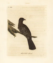 Piopio dell