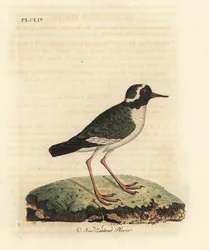 Piviere della Nuova Zelanda, Charadrius obscure