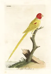 Pappagallo dalle spalle verdi, Aprosmictus daffodil. Incisione colorata a mano disegnata e incisa da John Latham dal suo A General History of Birds, Winchester