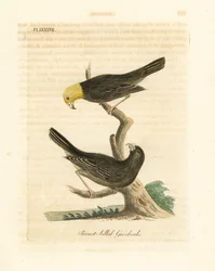 Or, Psittirostra psittacea, maschio (in alto) e femmina. Criticamente in pericolo, forse estinta. (Grosbeak dal becco di pappagallo, Loxia psittacea). Incisione a mano colorata disegnata e incisa da John Latham dal suo A General History of Birds, Wincheste
