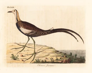 Jacana codafagiano, Hydrophasianus surgus (jacana cinese, Parra sinensis). Lastra di rame colorata a mano, disegnata e incisa da John Latham per la sua opera A General History of Birds, Winchester