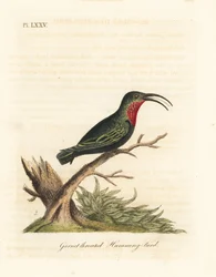 Carib dal collo viola, Eulampis jugularis (Colibrì dalla gola granata, Trochilus granatinus). Incisione a mano colorata disegnata e incisa da John Latham dal suo A General History of Birds, Winchester