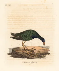 Gallinella viola, Porphyrio martinicus. Incisione colorata a mano tratta da A General History of Birds di John Latham, Winchester