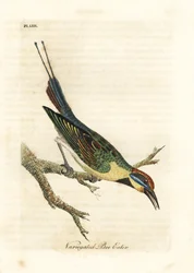 Gruccione arcobaleno, Merops ornatus (Gruccione variegato). Australia. Rame inciso e colorato a mano disegnato e inciso da John Latham dal suo A General History of Birds, Winchester