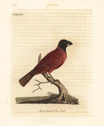 Grosso becco rosso e nero, Periporphyrus erythromelas. Prossimo alla minaccia. (Grosso becco dalla testa nera, Loxia erythromelas.) Lastra di rame colorata a mano, disegnata e incisa da John Latham dalla sua A General History of Birds, Winchester