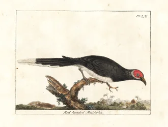 Malcoa dalla faccia rossa, Phaenicophaeus pyrrhocephalus. Vulnerabile. Incisione colorata a mano disegnata e incisa da John Latham dal suo A General History of Birds, Winchester
