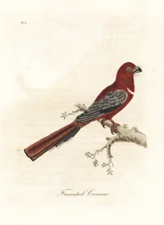 Trogone dalla testa rossa, Harpactes erythrocephalus. Incisione colorata a mano disegnata e incisa da John Latham dal suo A General History of Birds, Winchester