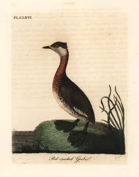 Svasso dal collo rosso, Podiceps grisegena (Podiceps rubricollis). Rame inciso e colorato a mano disegnato e inciso da John Latham dal suo A General History of Birds, Winchester