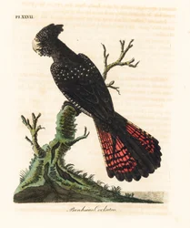Cacatua nero codarossa, Calyptorhynchus banksii (cacatua di Banks, Psittacus banksii). Lastra di rame colorata a mano, disegnata e incisa da John Latham dal suo A General History of Birds, Winchester